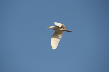 Heron bird flying in blue sky