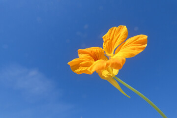 Fiori cappuccini del nasturzio