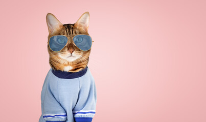 Funny red cat in glasses and a T-shirt. © Svetlana Rey