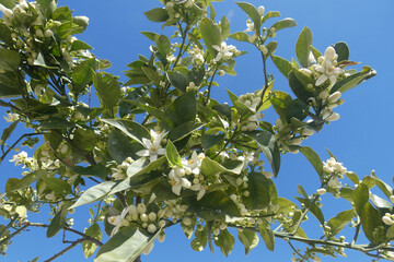 Fiori di limone