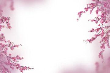 Obraz premium Floral Branch isolated on transparent background. Orchid, apple, wisteria, sakura, magnolia, cherry mimosa. Flower png of isolated cutout. Frame postcard invitation