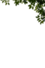 Obraz premium Floral Branch isolated on transparent background. Orchid, apple, wisteria, sakura, magnolia, cherry mimosa. Flower png of isolated cutout. Frame postcard invitation