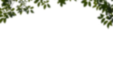 Floral Branch isolated on transparent background. Orchid, apple,  wisteria,  sakura, magnolia,  cherry mimosa. Flower png of isolated cutout. Frame  postcard invitation