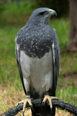 Black-chested buzzard-eagle
