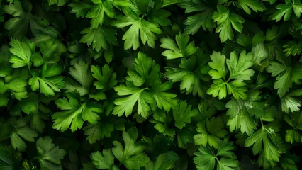 Fotobehang flat parsley close-up, wallpaper, texture, pattern or background © Antoine