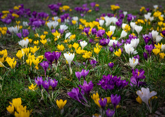Close-up of purple, white and yellow crocus (saffron) flowers, blooming in springtime. 