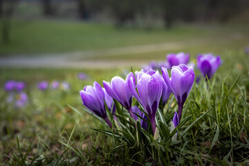 Purple crocus (saffron) flowers, blooming in the park in  springtime. 