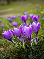 Close-up of purple crocus (saffron) flowers, blooming in springtime. 