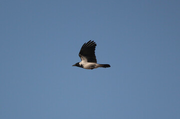 crow flying in blue sky