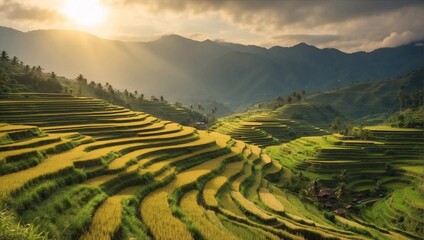 Sun dips low, casting golden glow over lush rice fields, terraces testament human ingenuity amidst nature's beauty. Sun rays dance upon rice fields, illuminating terraces like steps to celestial stage - obrazy, fototapety, plakaty