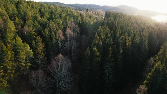 Drone camera flies over dense green pine forest in Scandinavia. Norwegian or swedish rural countryside scenery, fjord or lake in distance. Autumn foliage and pine trees, gravel road flyover
