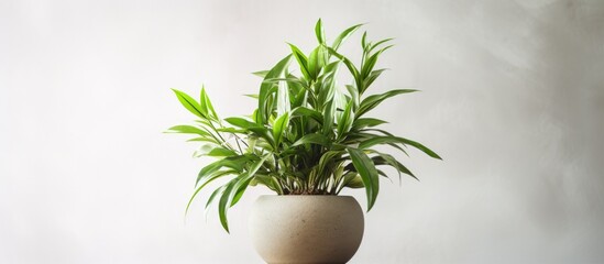 A houseplant in a flowerpot sits on a table, against a white wall. The terrestrial plant adds a touch of natural beauty to the room