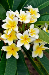 Obraz premium White and yellow frangipani flowers (Plumeria obtusa) on tropical garden
