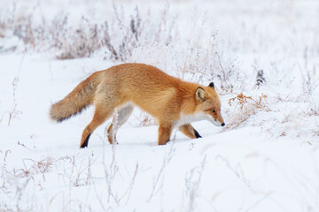 雪原を歩くキタキツネ　冬の北海道観光　可愛い野生動物