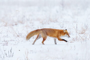 雪原を歩くキタキツネ　冬の北海道観光　可愛い野生動物