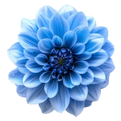 Deurstickers blue dahlia flower isolated on transparent background © agrus_aiart