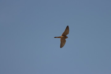 hawk flying  in blue sky