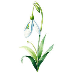 Watercolor snowdrop flower isolated on transparent background. Botanical illustration, spring flowers. Element for design greeting card, invitation, banner for wedding, Mothers and Women's day, Easter