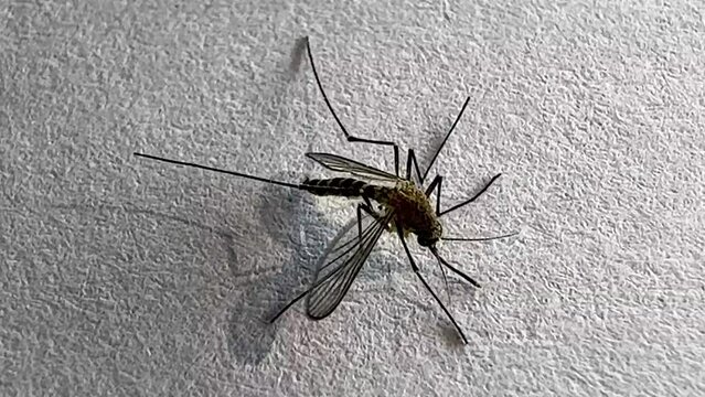 Mosquito isolated on white paper background Aedes aegypti Mosquito. Close up a dangerous Mosquito creating dangerous disease such as malaria