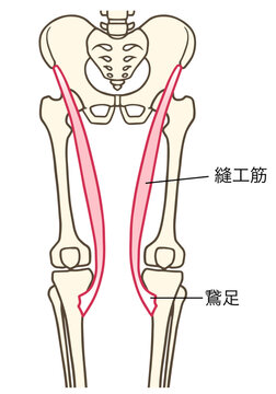 縫工筋と鵞足