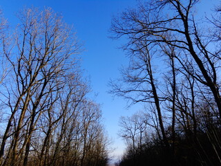 bare spring trees against a blue sky