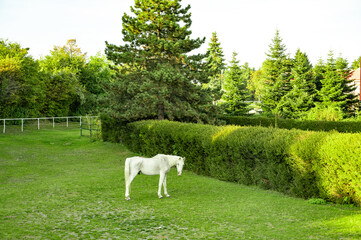 Obraz na płótnie Canvas White old horse on a green lawn. Pet, faithful friend.