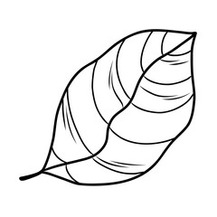 outline illustration of cocoa tree leaf