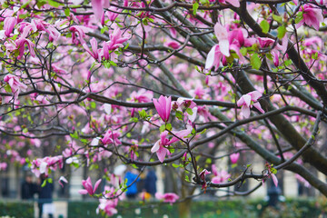 Pink magnolia tree flowers on a spring rainy day in Paris, France.