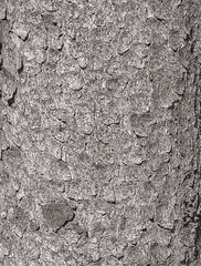 Vector illustration of the bark texture of the trunk of Norway spruce Picea abies. Nature skin background.
