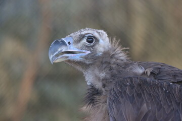 bald eagle with out of focus background
