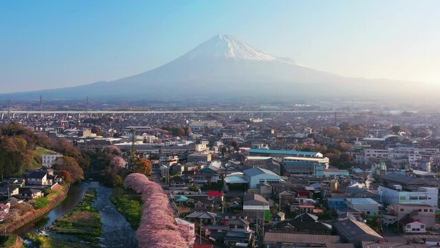 Flying on row of cherry blossoms trees and fuji mountains in Shizuoka, Japan.
