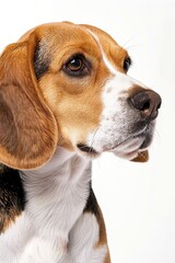 A close-up image of a dog against a white background. Suitable for various pet-related projects