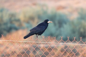crow standing on a wall clip