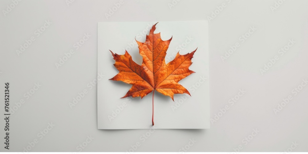Aufkleber a single leaf placed on a piece of paper. suitable for various design projects