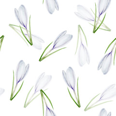 Watercolor seamless pattern with white blooming crocus flower isolated on background. Spring and easter botanical hand painted saffron illustration. For designers, wedding, decoration, postc