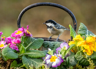 Coal tit bird perched on an old antique teapot with colourful primroses in the spring