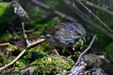 Heckenbraunelle // Dunnock (Prunella modularis)