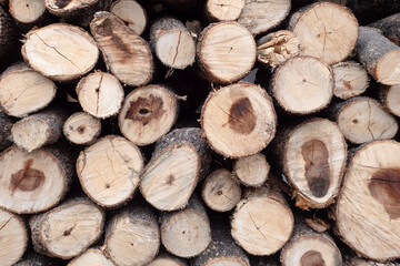 Wood logs pattern for nature Background.