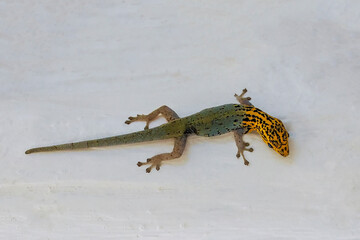Yellow-headed gecko Lygodactylus luteopicturatus - looks like a fake or an AI creation... it is not...