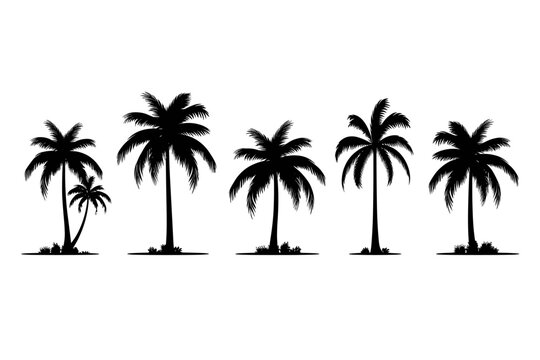 A set of detailed palm and coconut tree silhouette illustrations