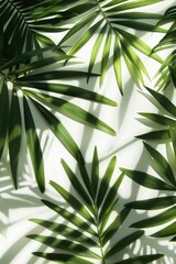 Close up of green leaves on white wall, suitable for nature backgrounds
