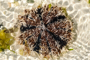 Echinoidea sea urchins, a group of marine animals belonging to the type of echinoderms...
