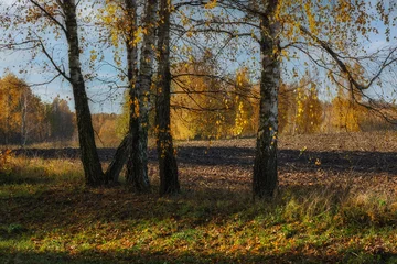 Papier Peint photo autocollant Denali Autumn, near the town of Pasłek, Warmian-Masurian Voivodeship, Poland 