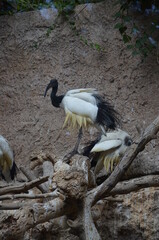 Sacred ibis in the Jungle Park in Tenerife