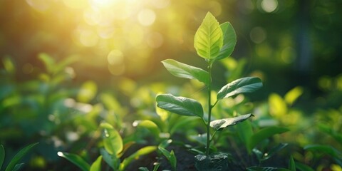 Close up of a leafy plant with the sun in the background. Ideal for nature and botanical concepts
