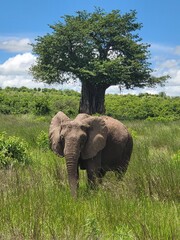Elephant in the grass near the baobab tree
