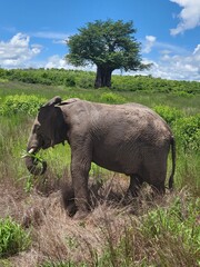 Elephant in the grass near the baobab tree