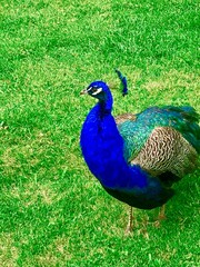 Fototapeta premium peacock on the grass