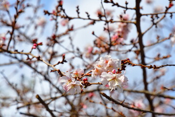 塩釜神社と四季桜（宮城県）