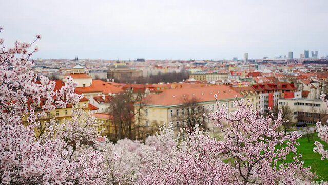 Blooming branches covered flowers, picturesque cityscape Prague in spring time. Flowering apple park Petrin in sun light. High quality photo